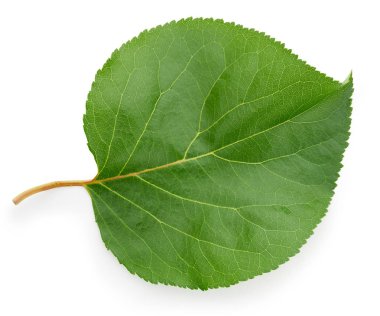 yeşil yaprak izole