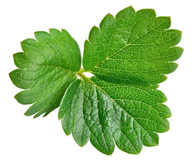 çilek yaprağı üzerinde beyaz izole