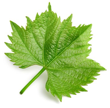 Üzüm yaprağı beyaza izole edilmiş