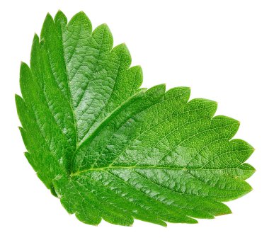 çilek yaprağı üzerinde beyaz izole