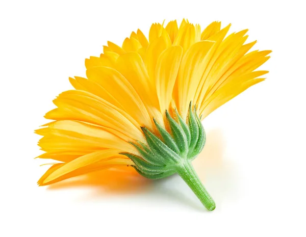 Fiore di calendula isolato — Foto Stock