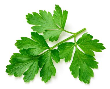 Maydanoz beyazda izole