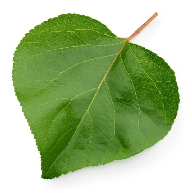 yeşil yaprak izole