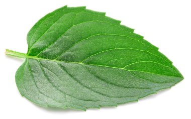 Taze nane izole kırpma yolu