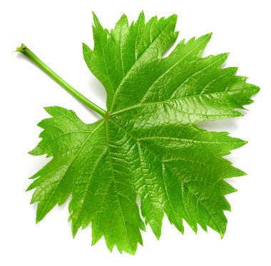 Üzüm yaprağı beyaza izole edilmiş