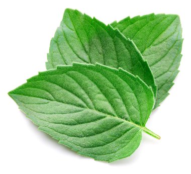 Taze nane izole kırpma yolu