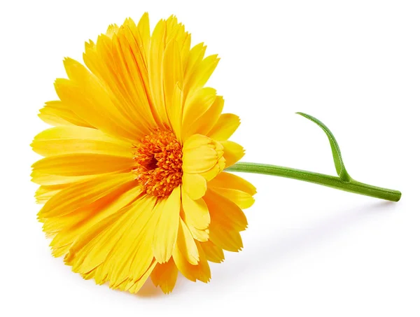 Fiore di calendula isolato — Foto Stock