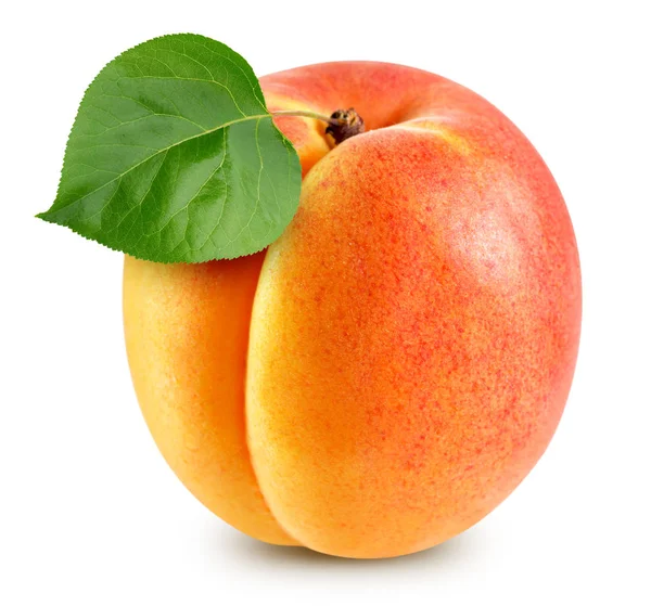 Apricot isolated Clipping Path — Stock Photo, Image