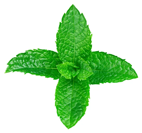 izole nane yaprakları