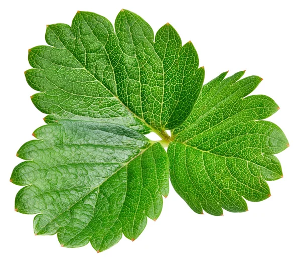 Strawberry leaf isolated on white — Stock Photo, Image