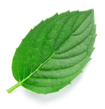 Taze nane izole kırpma yolu