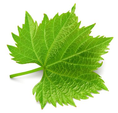 Üzüm yaprağı beyaza izole edilmiş