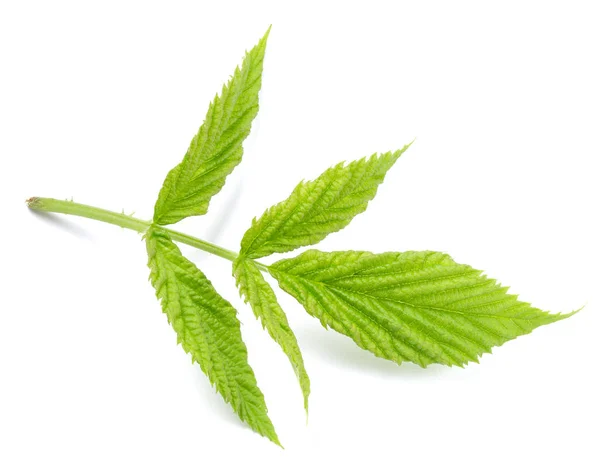 Hoja verde moras aisladas — Foto de Stock