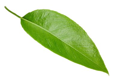 Armut izole üzerinde beyaz yaprakları