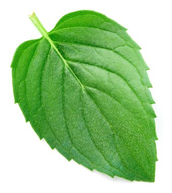 Taze nane izole kırpma yolu