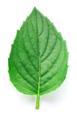 Taze nane izole kırpma yolu