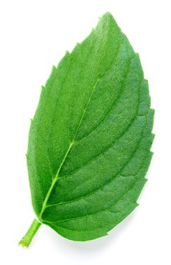 Taze nane izole kırpma yolu