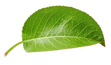 Armut izole üzerinde beyaz yaprakları