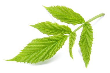 İzole böğürtlen yeşil yaprak