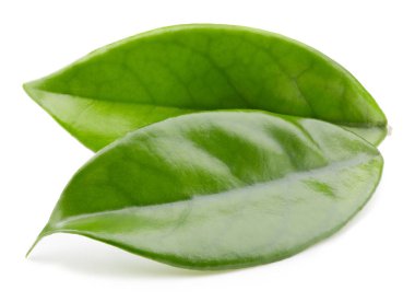 Mango yaprakları beyaz üzerine izole