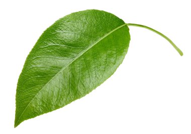 Armut izole üzerinde beyaz yaprakları