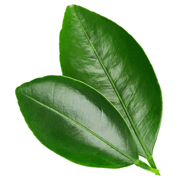 Vector de hojas cítricas sobre fondo blanco — Vector de stock