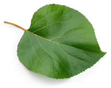 yeşil yaprak izole