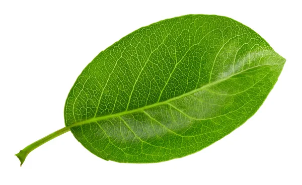배 잎에 고립 된 화이트 — 스톡 사진