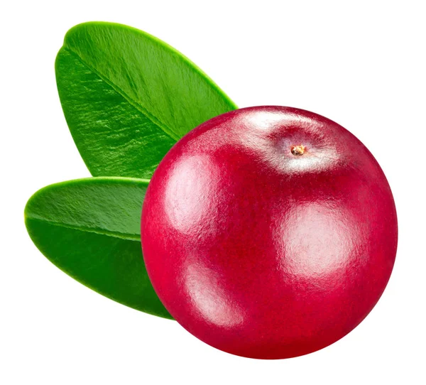 Cranberry isolated Clipping Path — Stock Photo, Image
