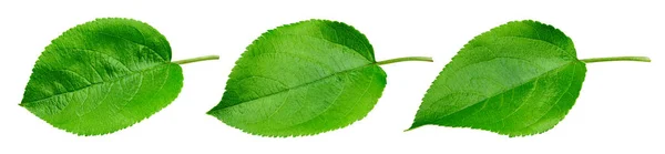 Apple leaf isolated — Stock Photo, Image