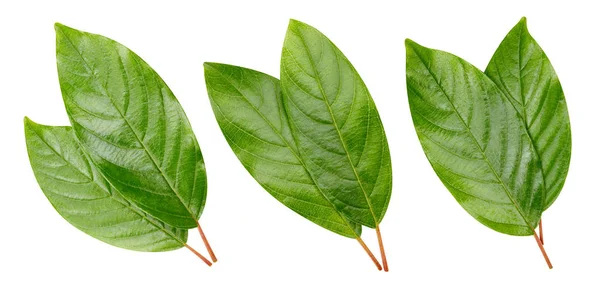 Ореховые листья — стоковое фото