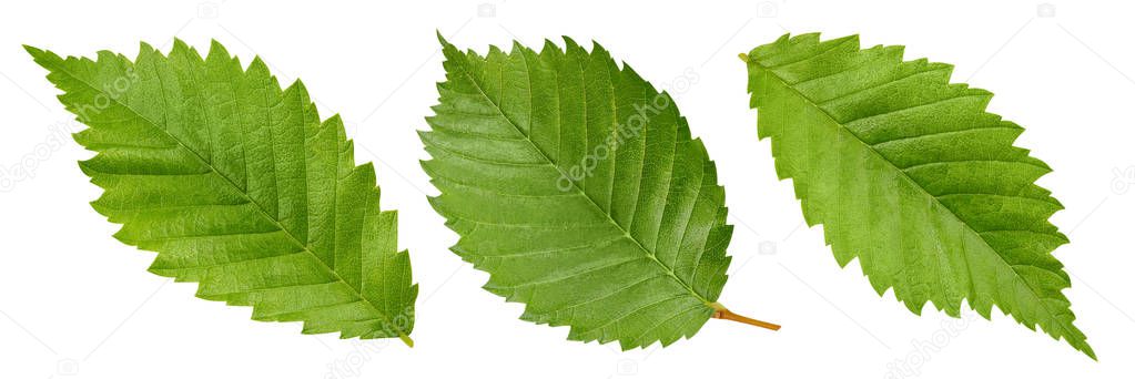 Hazelnut isolated on white