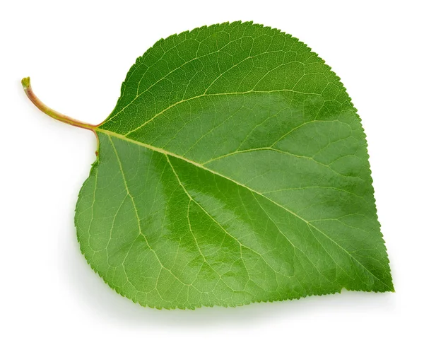 Feuilles Abricot Isolées Sur Fond Blanc Sentier Coupe Des Feuilles — Photo