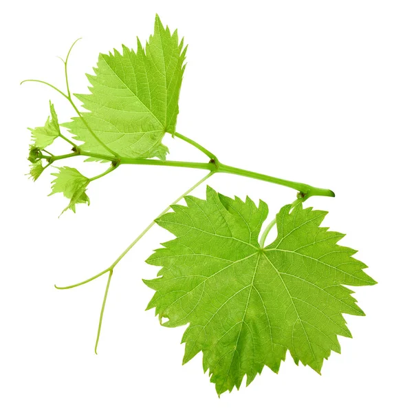 Folha de uva isolada sobre branco — Fotografia de Stock