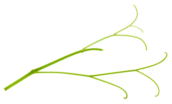 흰색에 분리되어 있는 포도 잎 — 스톡 사진