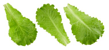 Kırpma yolu marul yaprakları