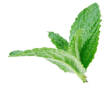 Taze nane izole kırpma yolu