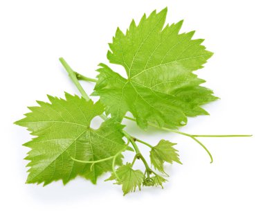 Üzüm yaprağı beyaza izole edilmiş