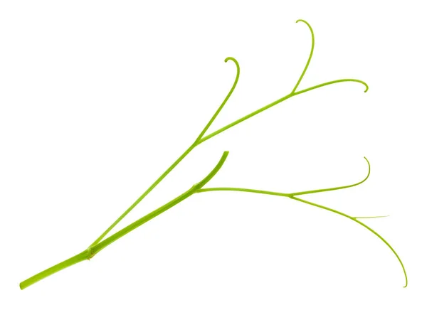 흰색에 분리되어 있는 포도 잎 — 스톡 사진