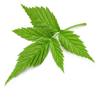 Ahududu Yaprağı izole