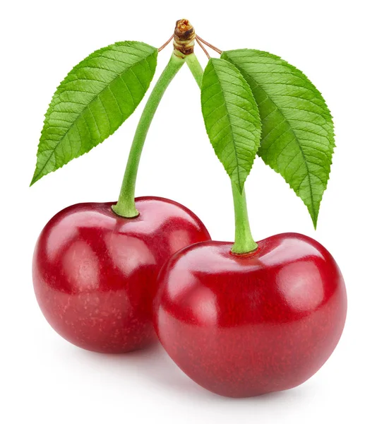 Cherry blad geïsoleerd — Stockfoto