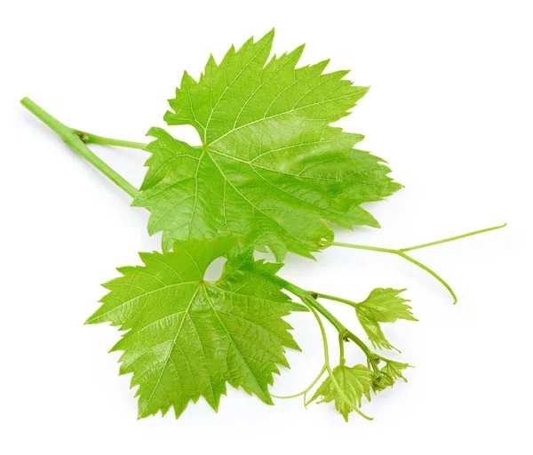 Hoja de uva aislada en blanco —  Fotos de Stock