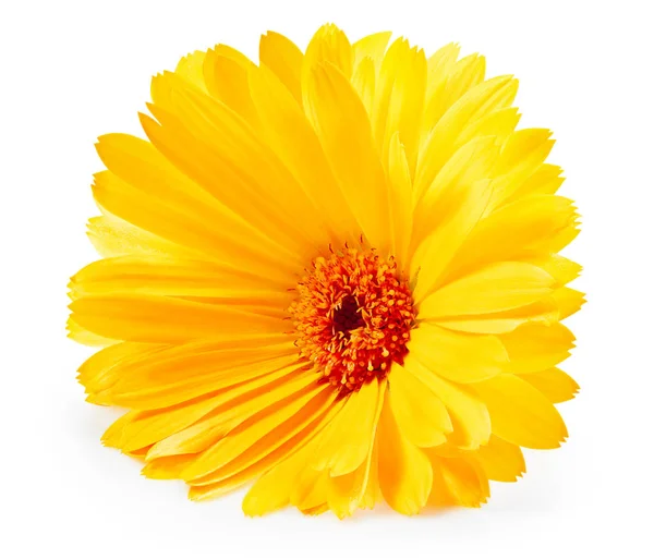 Marigold flower isolated — Stock Photo, Image