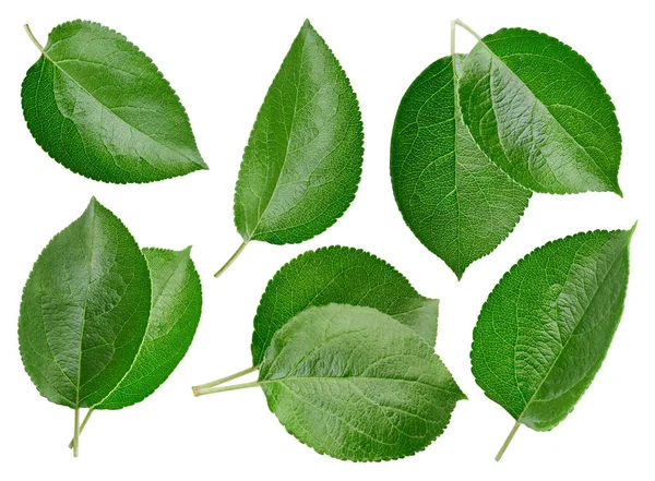 Hoja de manzana aislada — Foto de Stock