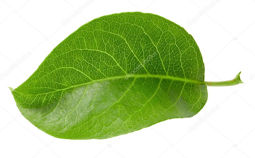 Pears leaves isolated on white