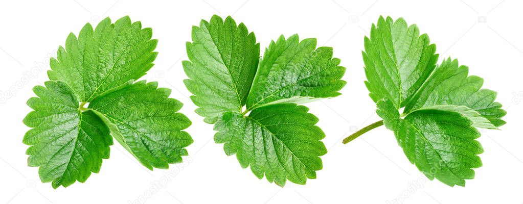 Strawberry leaves Clipping Path
