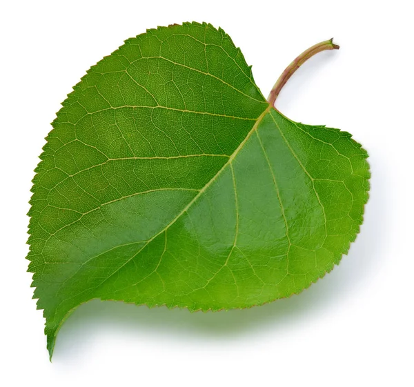 Hoja verde aislada — Foto de Stock