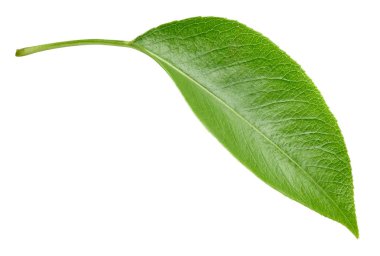 Armut izole üzerinde beyaz yaprakları