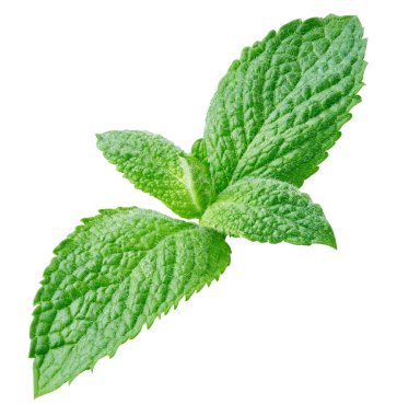 Taze nane izole kırpma yolu