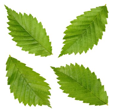 Hazelnut leaves Clipping Path clipart